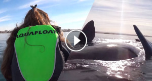 baleine-kayak