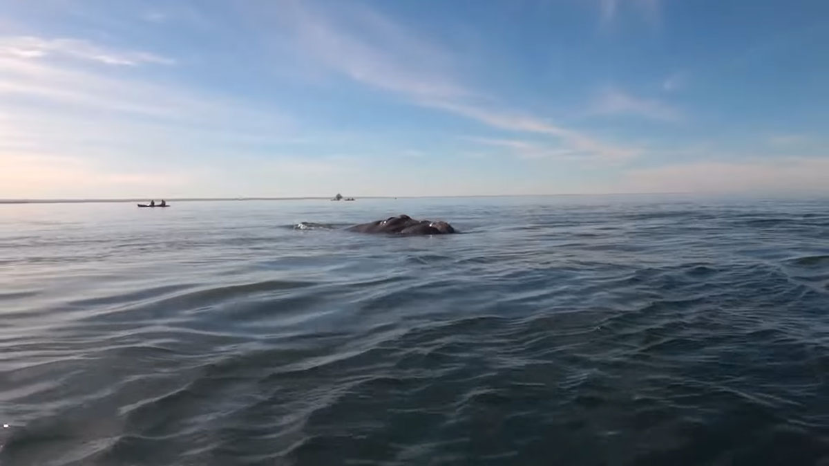 baleine-ocean