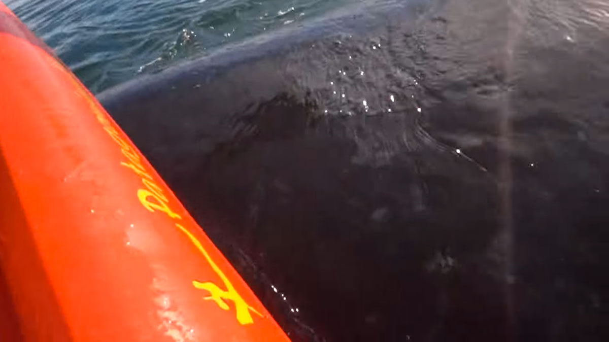 baleine-souleve-kayak