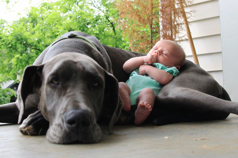 bebe-allonge-chien