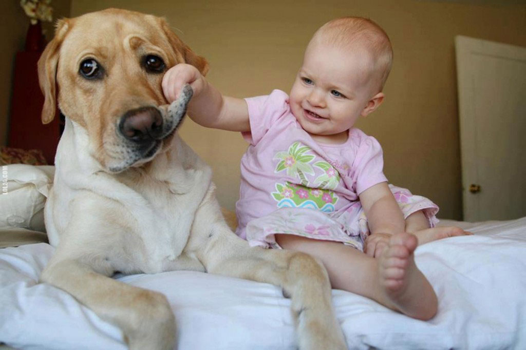 bebe-babine-chien