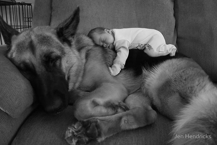 bebe-berger-allemand