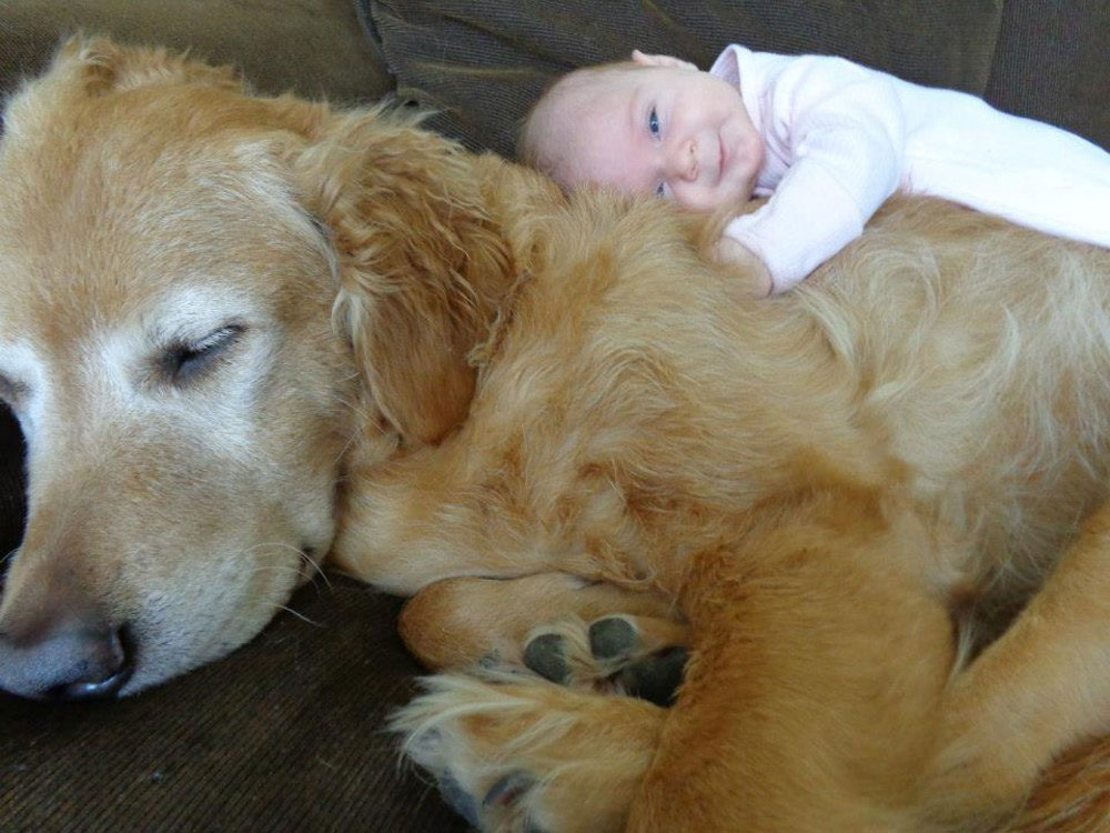 bebe-calin-chien