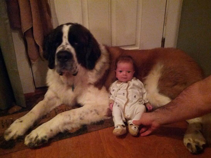 bebe-chien-allonge