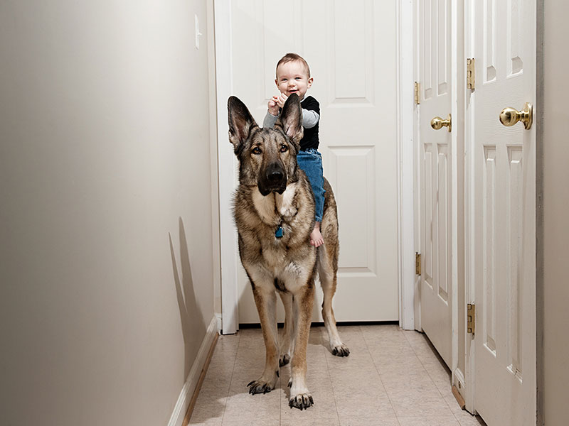 bebe-dos-chien