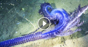 bestiole-eau