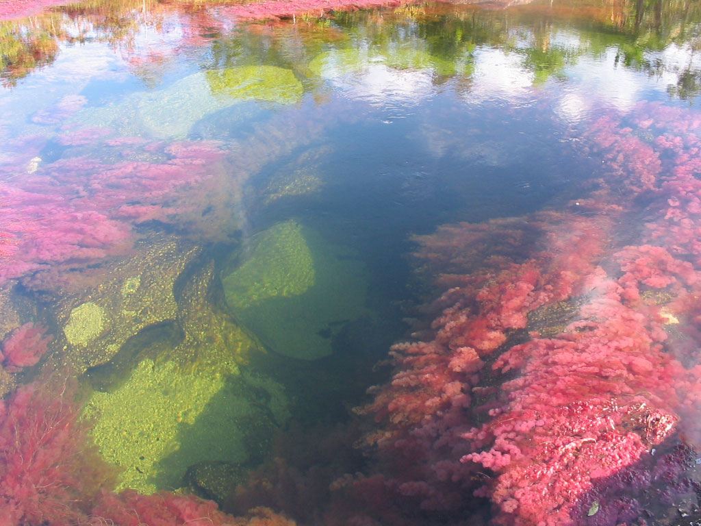 cano-cristales