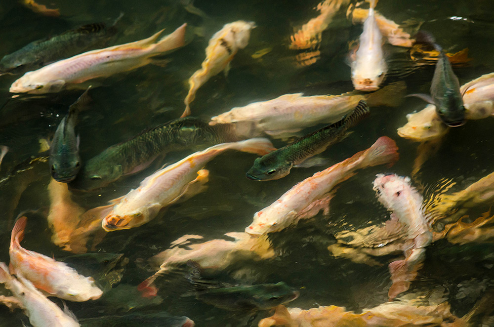 carpes-koi