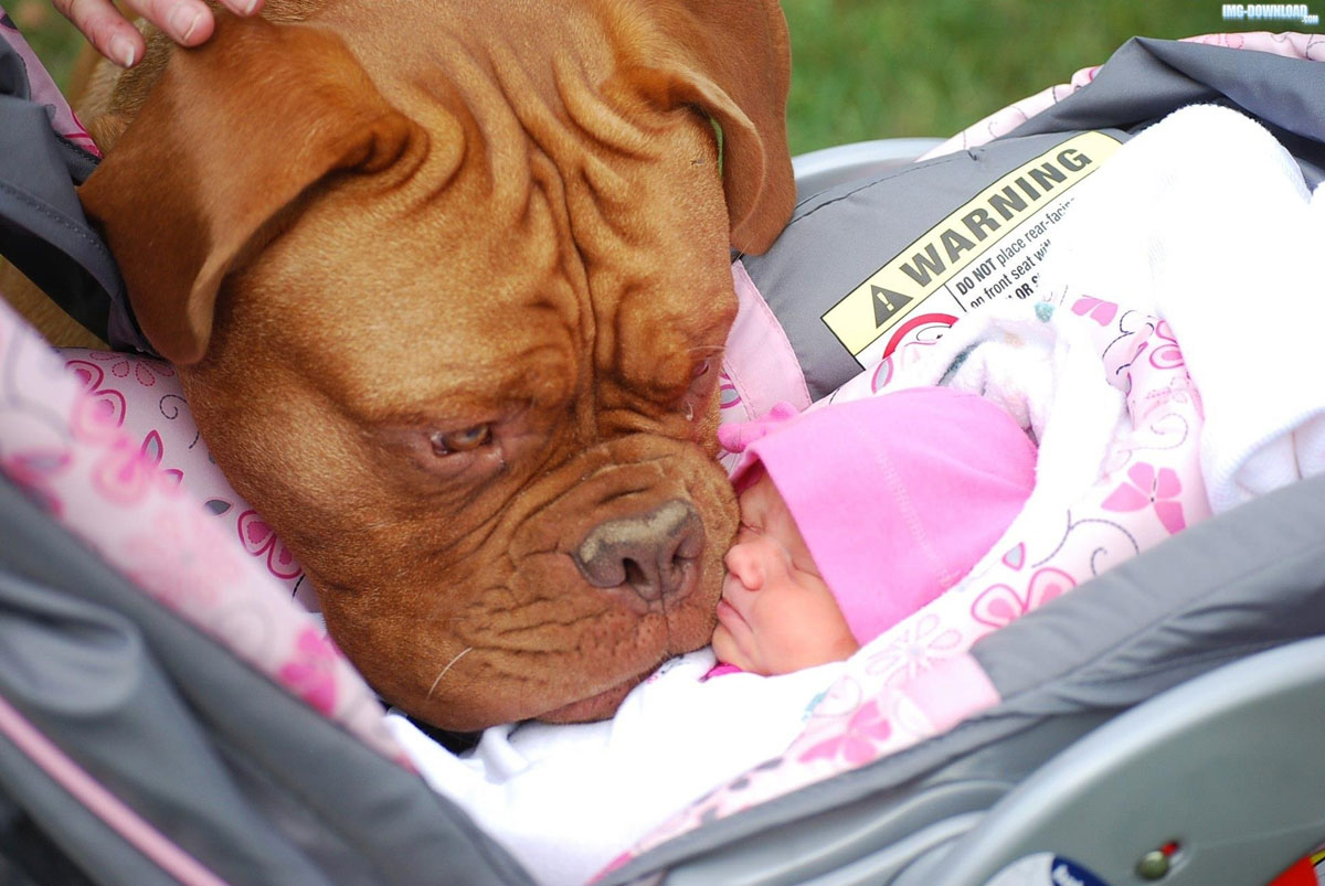 chien-bisou-bebe