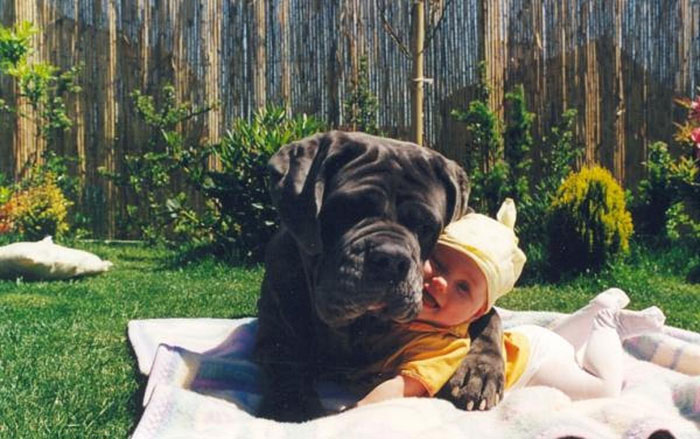chien-calin-nature