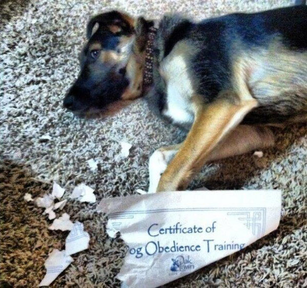 chien-discipline-diplome-ironie