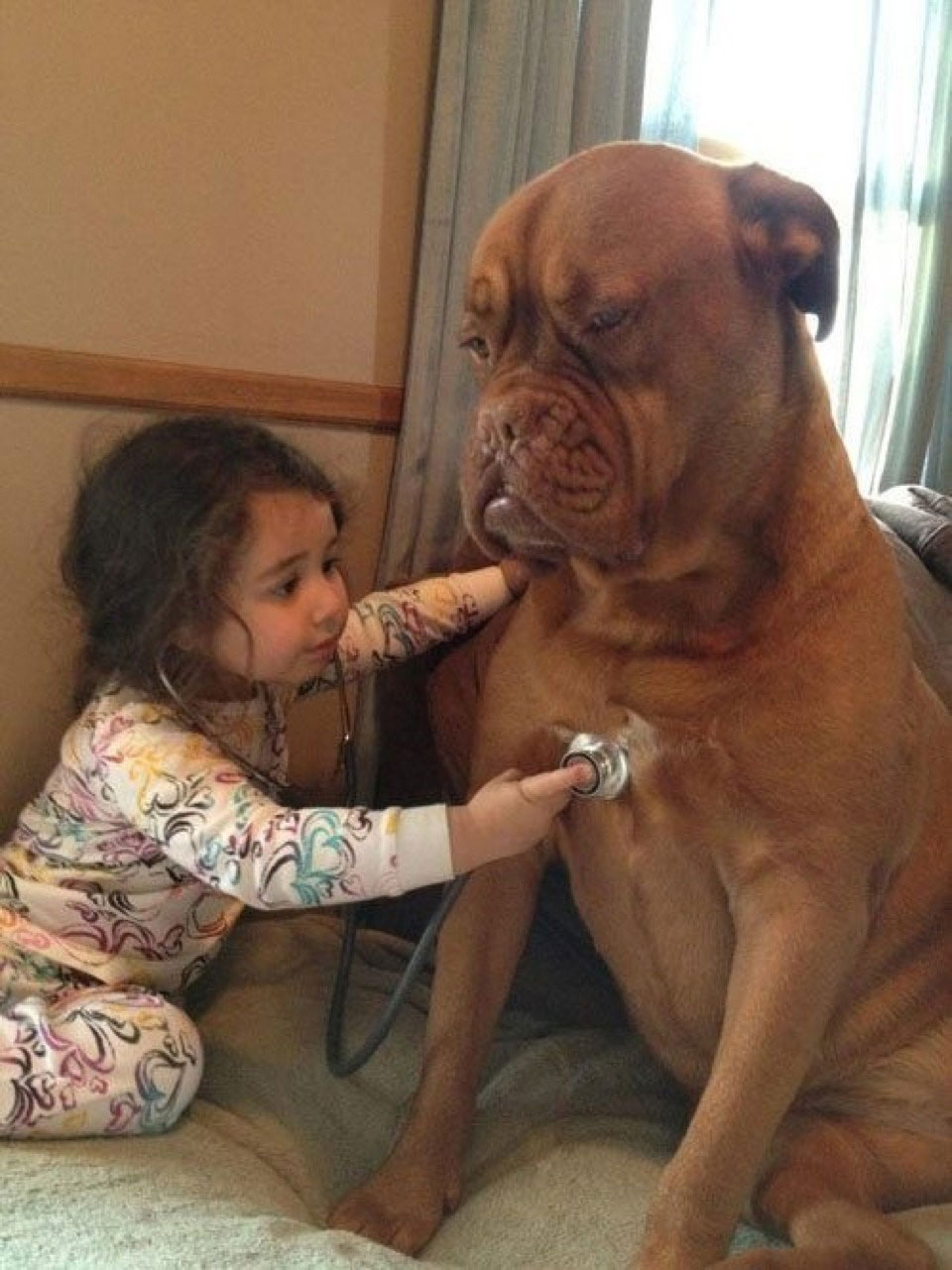 chien-docteur