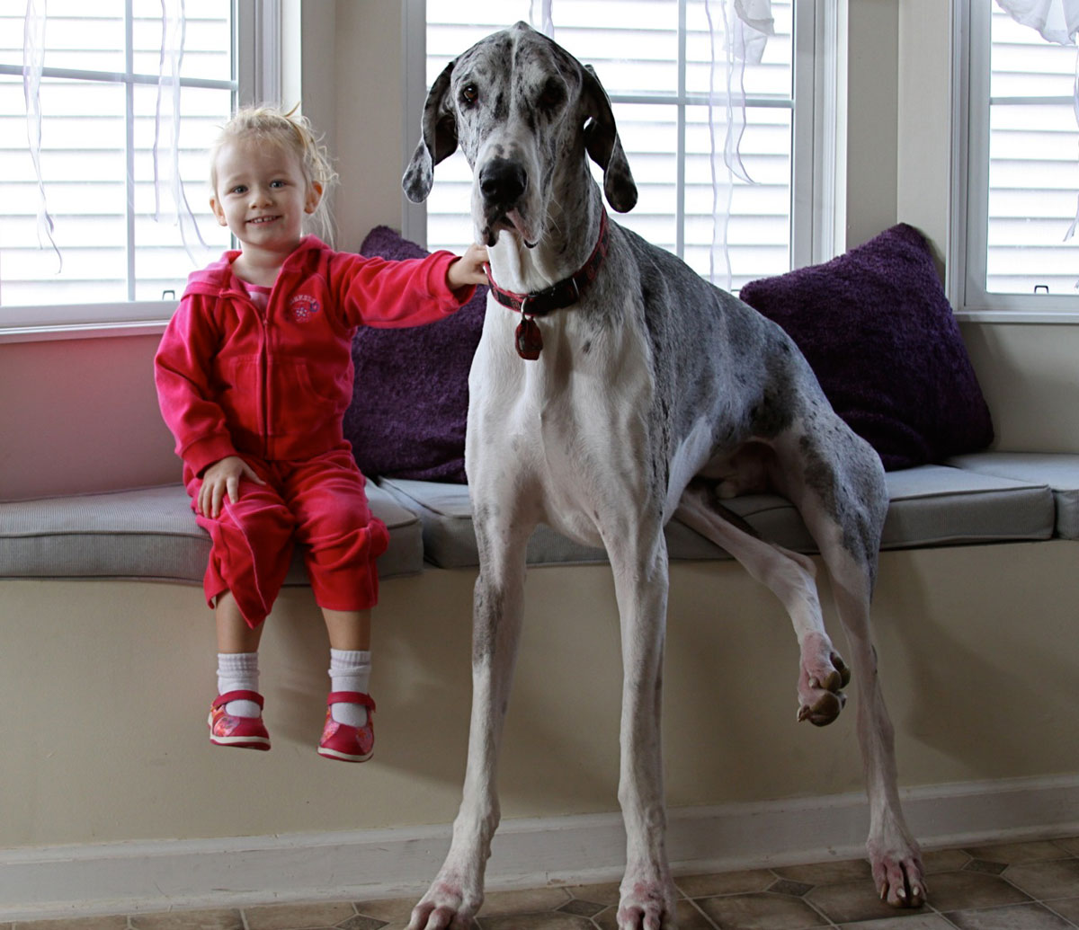 chien-petite-fille