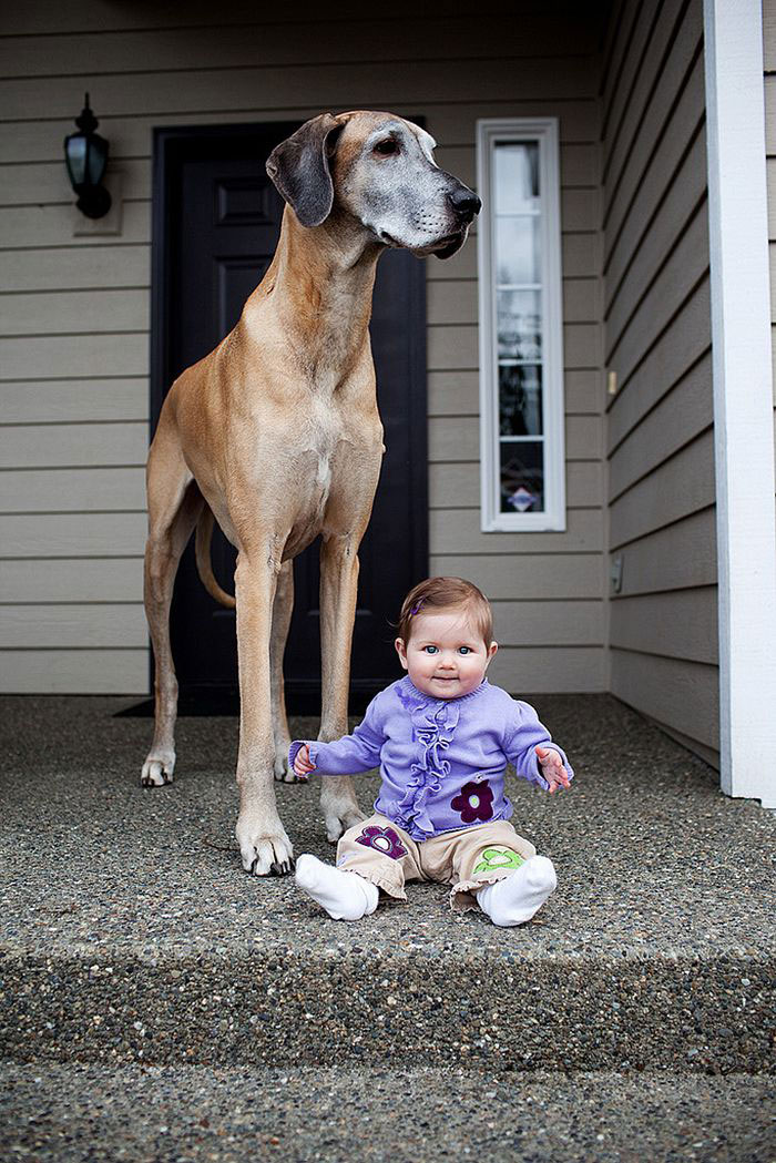 escalier-chien-bebe