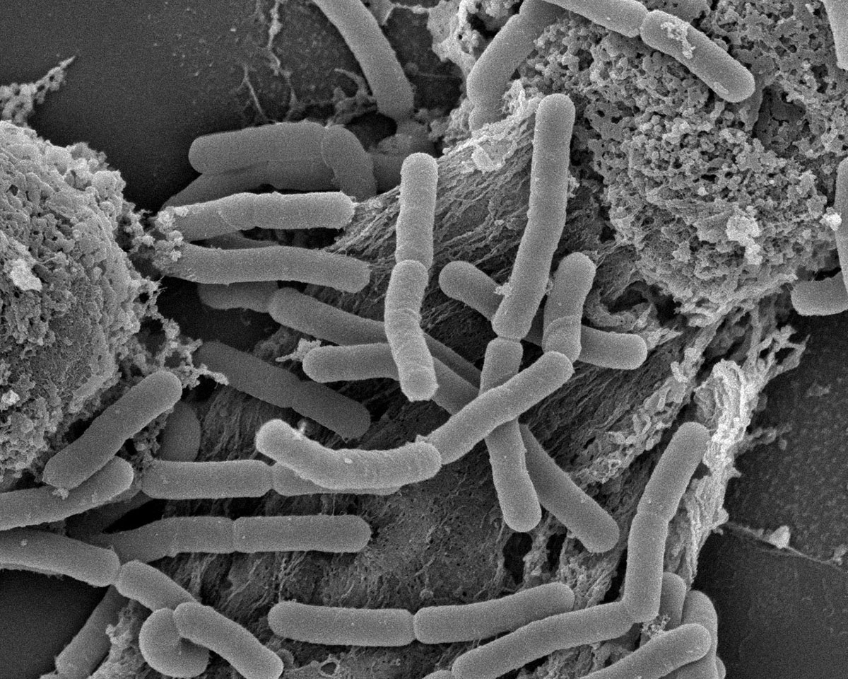 flore-intestinale