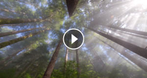 foret-arbres-soleil