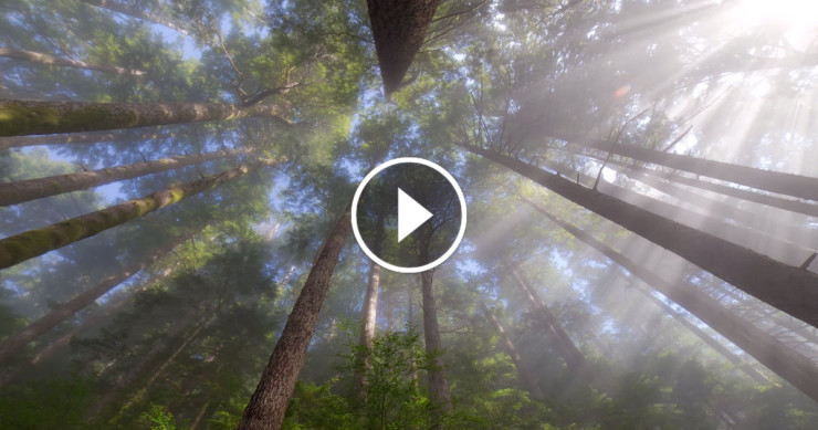foret-arbres-soleil