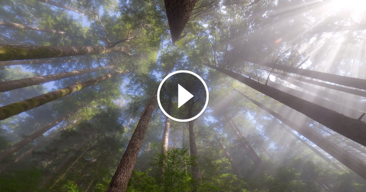 foret-arbres-soleil