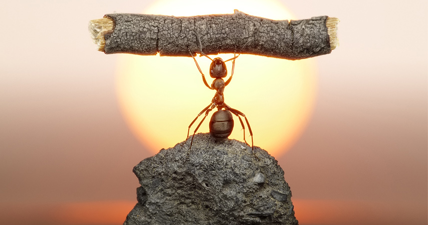 fourmis-une