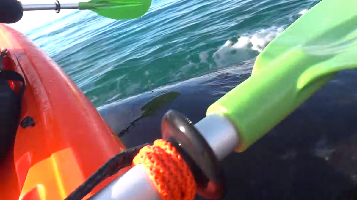 kayak-dos-baleine