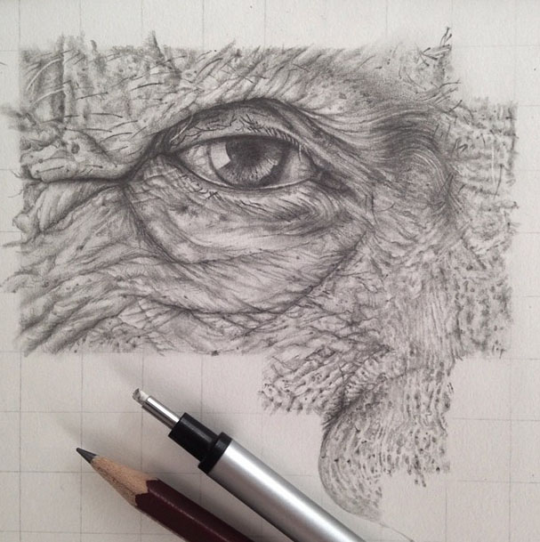 oeil