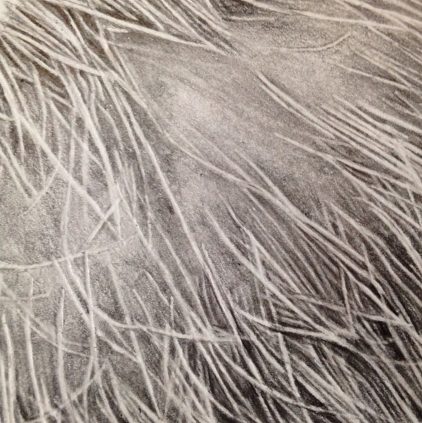 poils-barbe