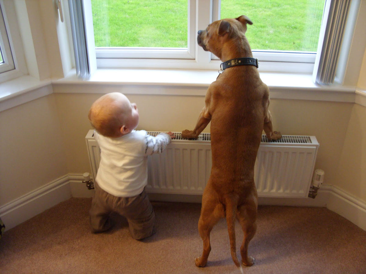 radiateur-bebe-chien
