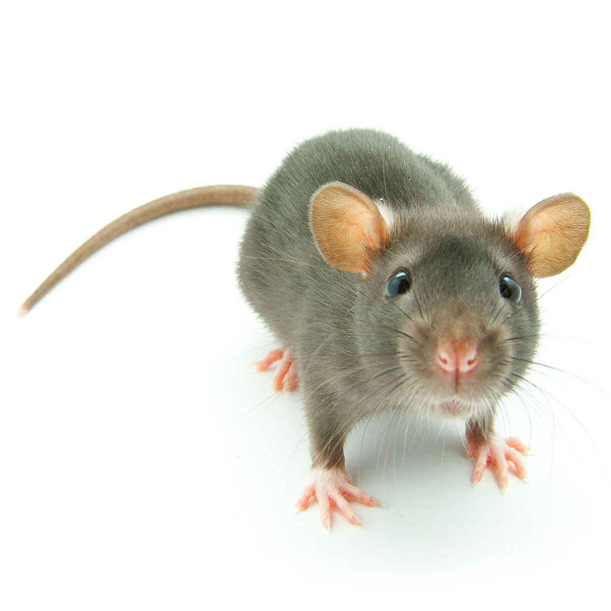 rat-gris
