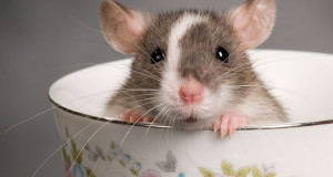 rat-tasse
