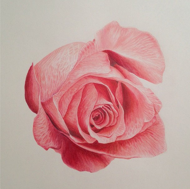 rose