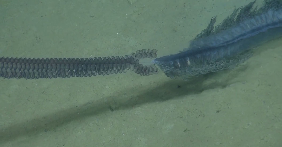 siphonophore-profil