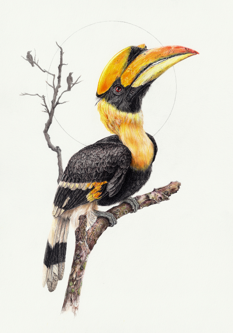 toucan