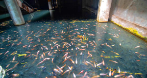 une-poissons