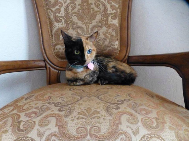 venus-chaise