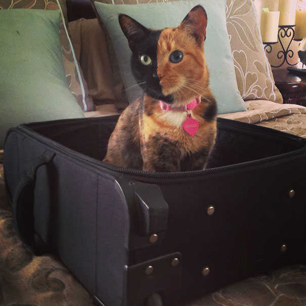 venus-valise