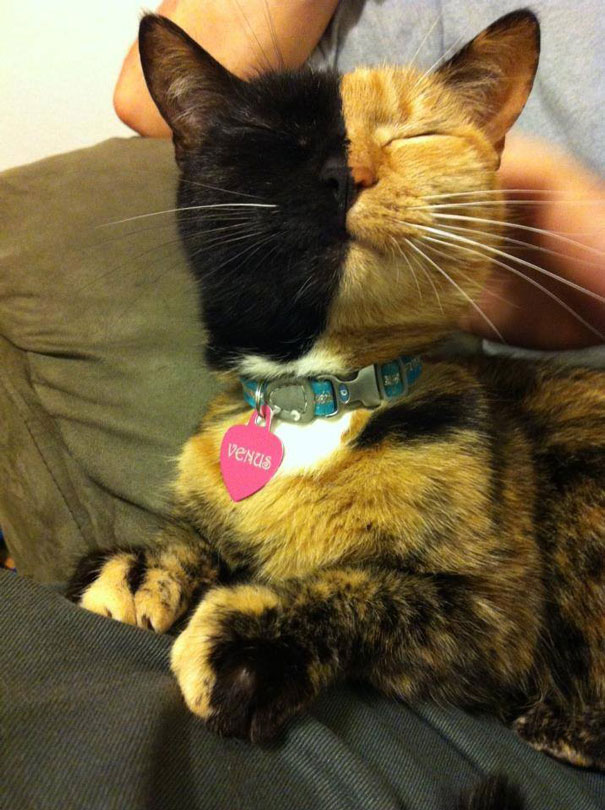 venus-yeux-calin