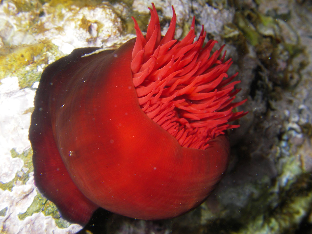 anemone-rouge