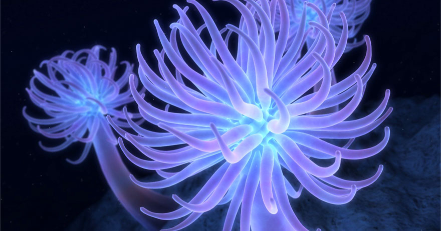anemone-une