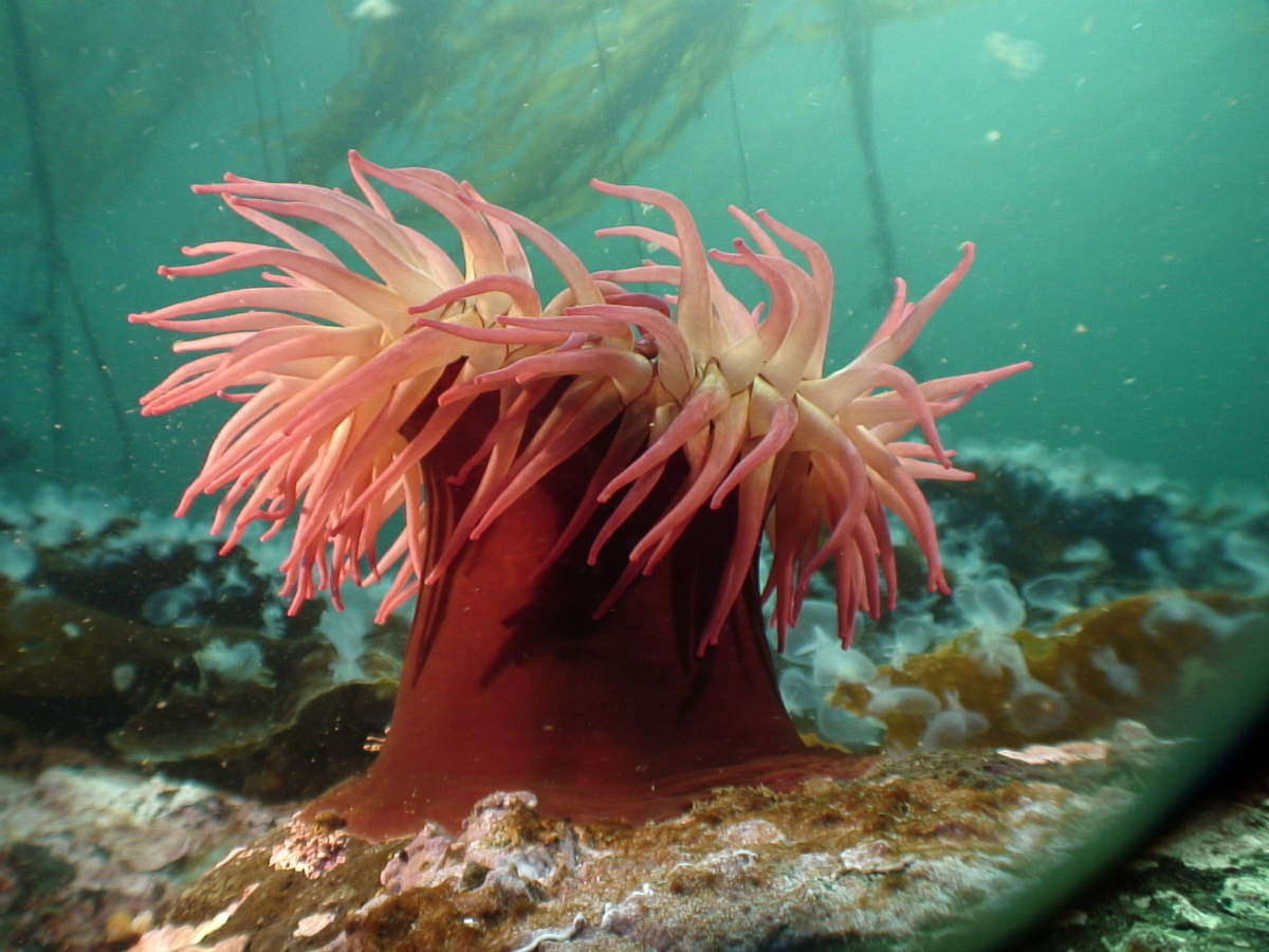 anemone