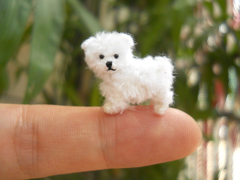 chiot