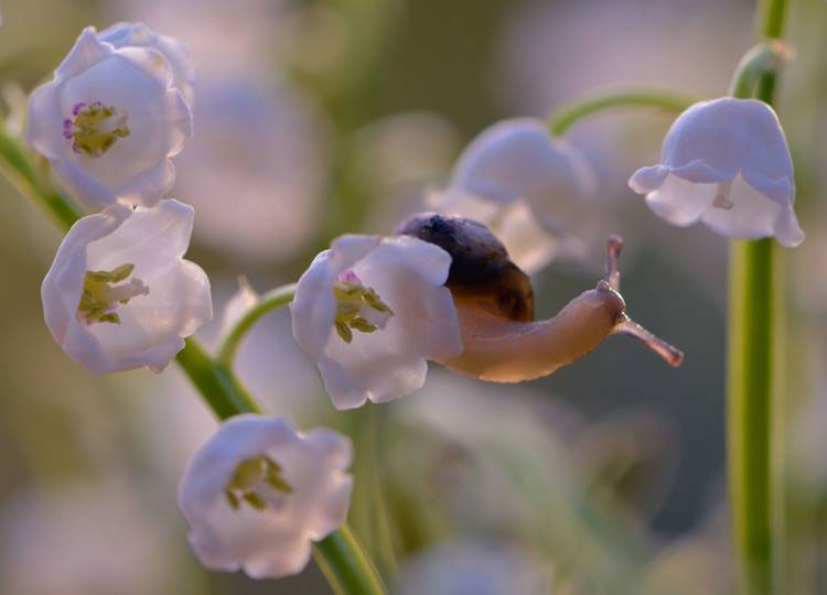 clochette-escargot