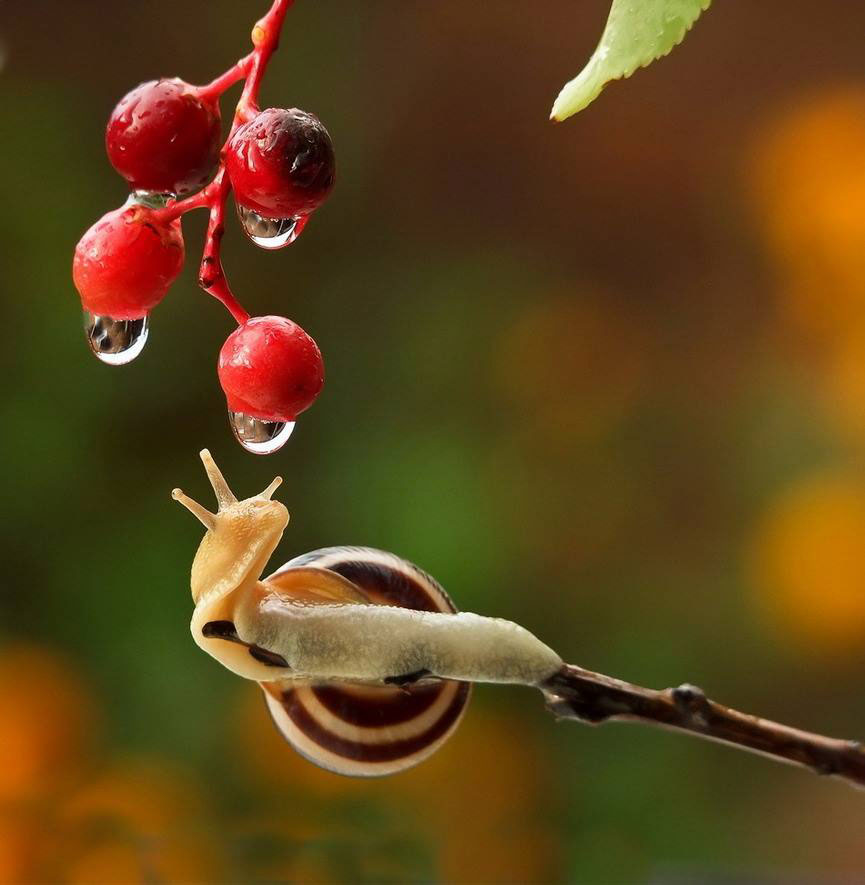 escargot-branche-fruits