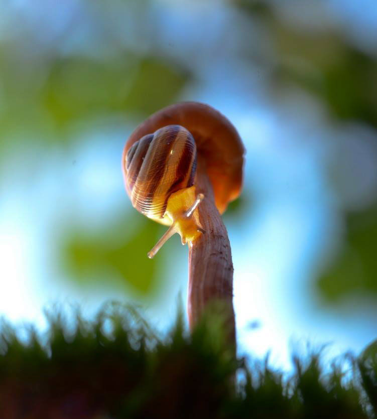 escargot-champignon
