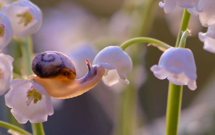 fleur-clochette-blanche-escargot