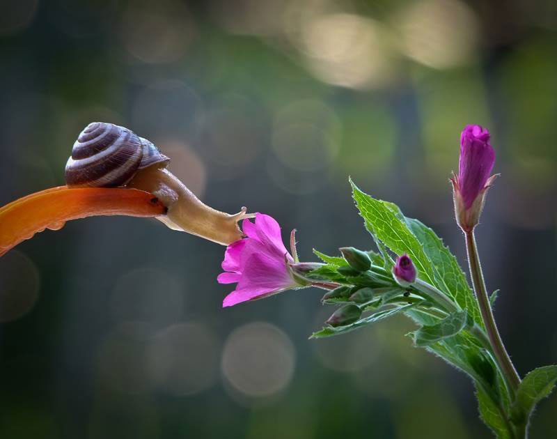 fleur-rose-escargot