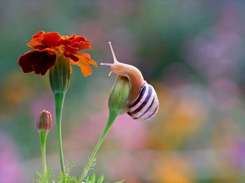 fleur-rouge-escargot