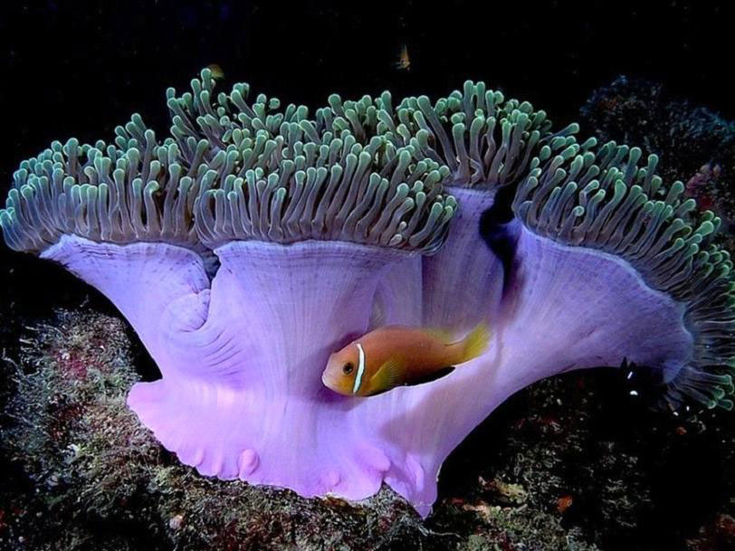 poisson-anemone
