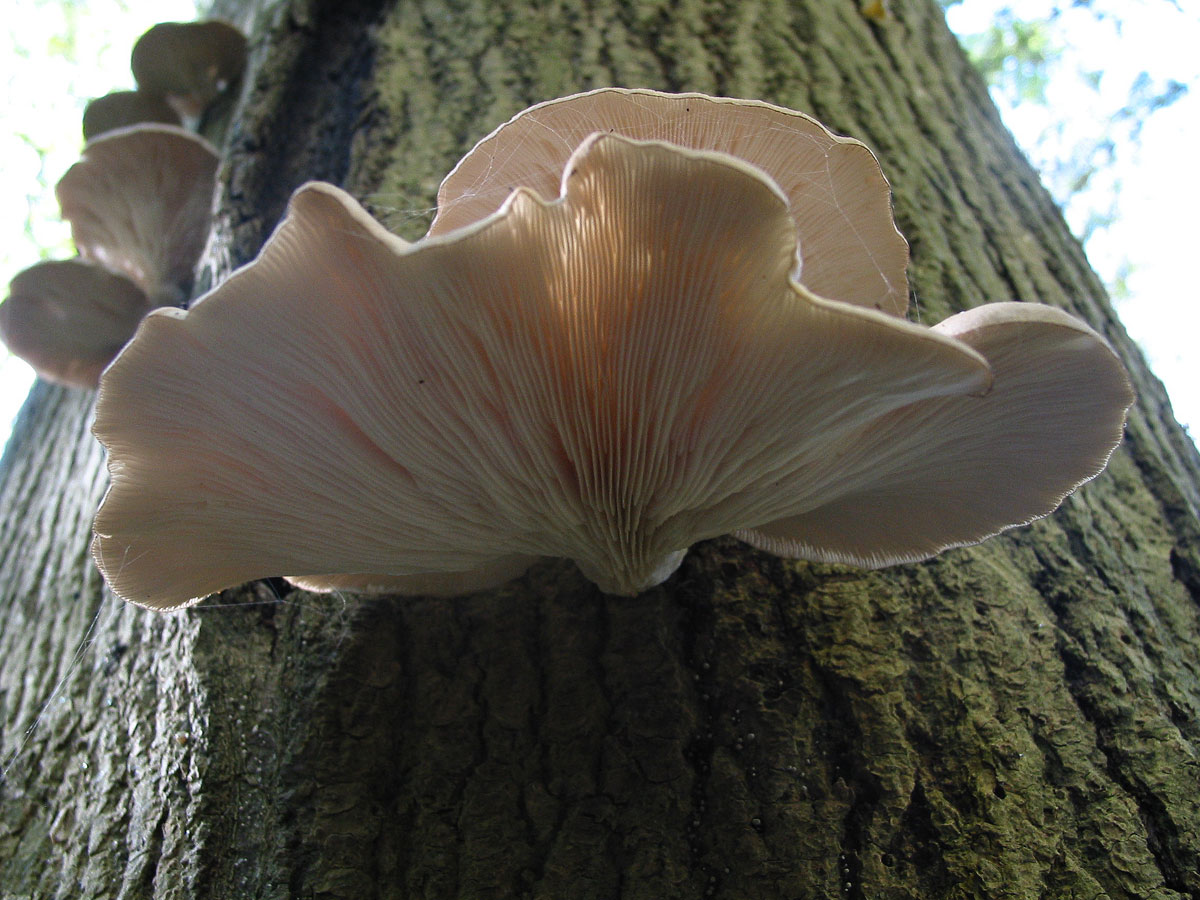 champignon-pleurote-huitre