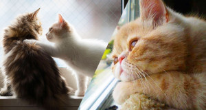 chat-une1