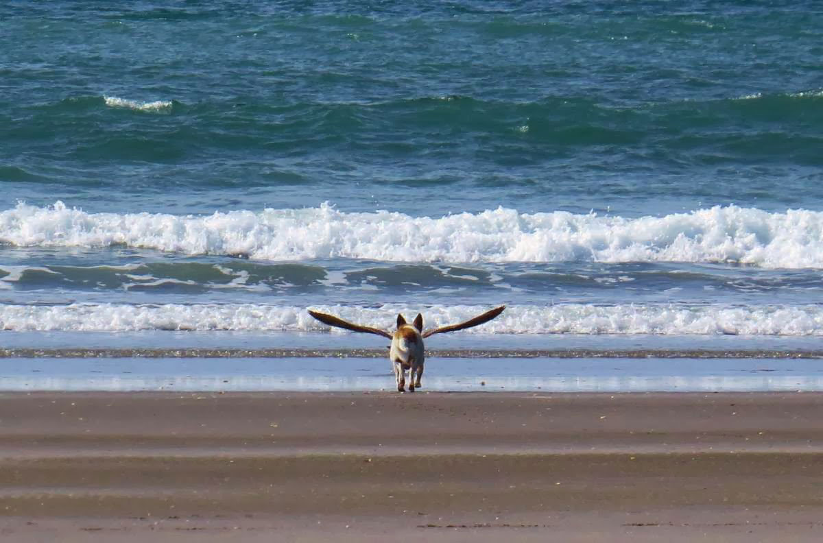 chien-ailes-mouette